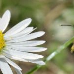 Wild Bees or Domestic Bees: Which Species Can Be Found in Our Gardens?