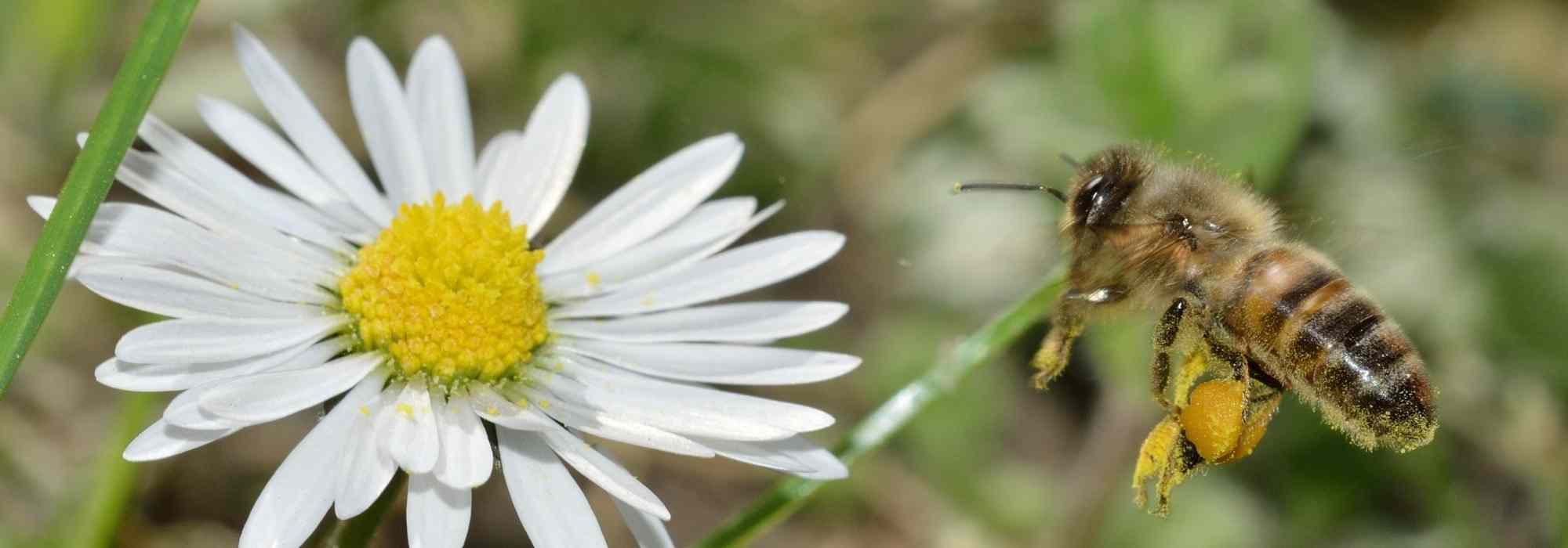 Wild Bees or Domestic Bees: Which Species Can Be Found in Our Gardens?
