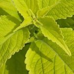 Golden Foliage: Annual Plants That Brighten the Garden All Season Long