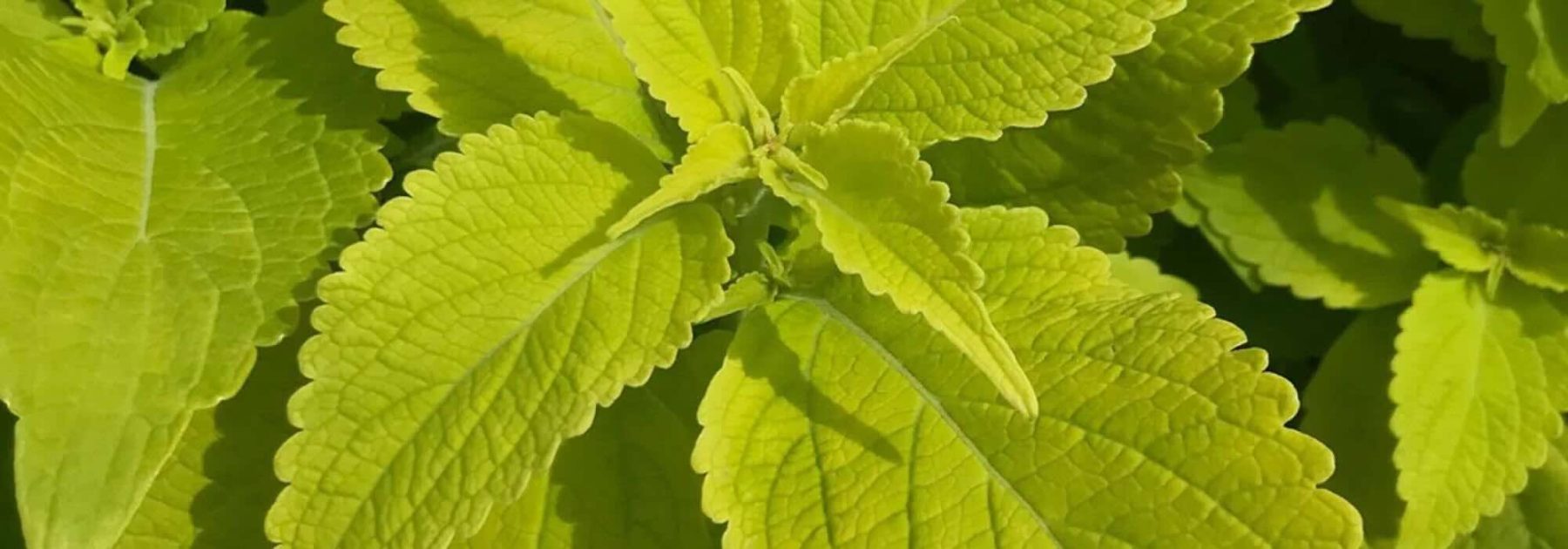 Golden Foliage: Annual Plants That Brighten the Garden All Season Long