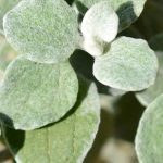 Silver Accents in the Garden: The Most Beautiful Annuals with Grey Foliage