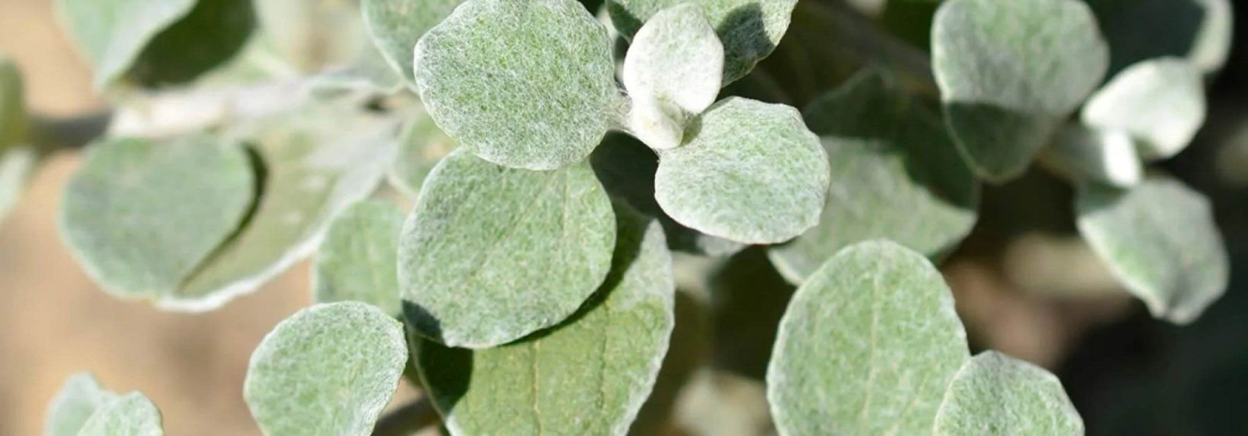 Silver Accents in the Garden: The Most Beautiful Annuals with Grey Foliage