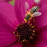 Annual Melliferous Plants: Flowers to Attract Pollinators