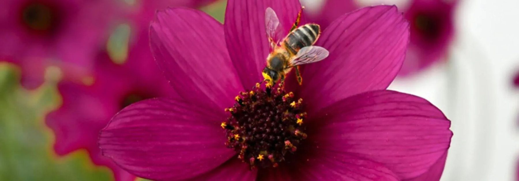Annual Melliferous Plants: Flowers to Attract Pollinators