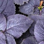 Purple Foliage: Annuals That Electrify the Garden