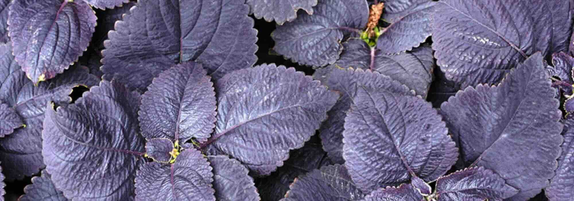 Purple foliage: annuals that electrify the garden