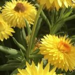 Dry Garden: The Most Drought-Resistant Annual Plants