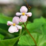 Diseases and Pests of Begonias