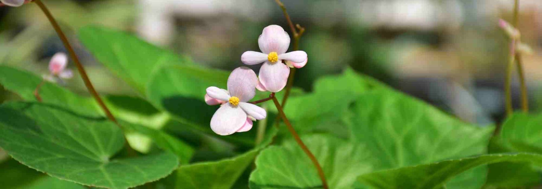 Diseases and Pests of Begonias