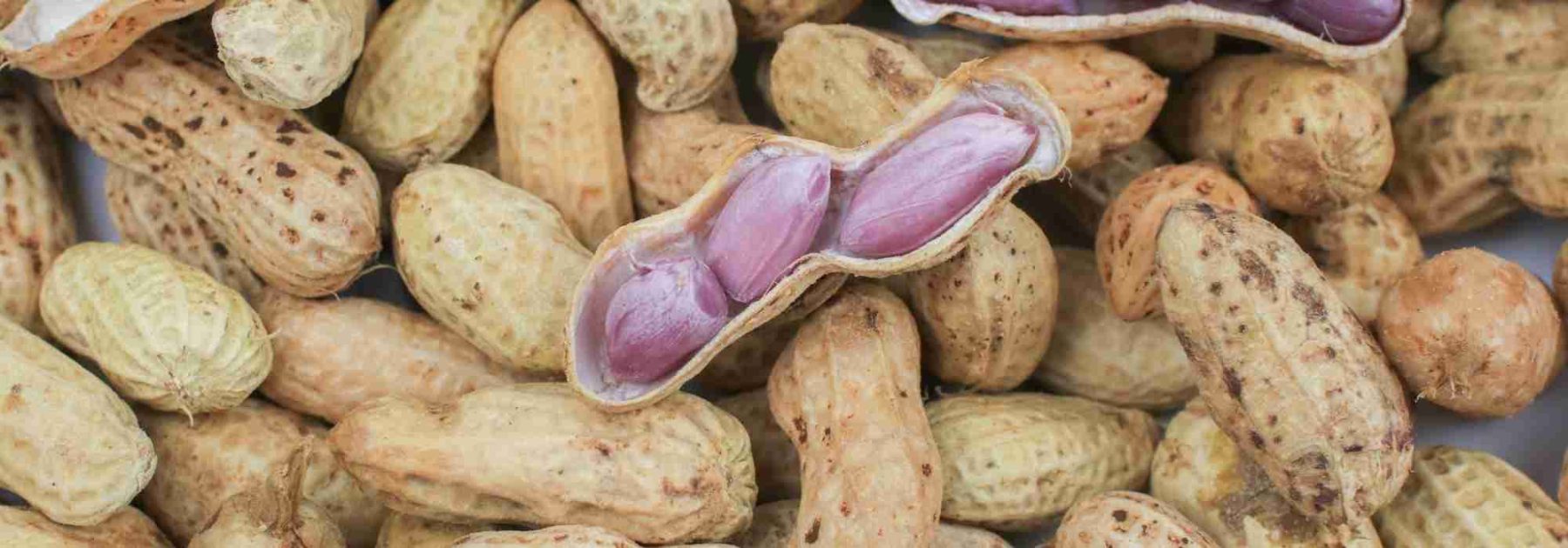 How to grow peanuts to harvest peanuts?