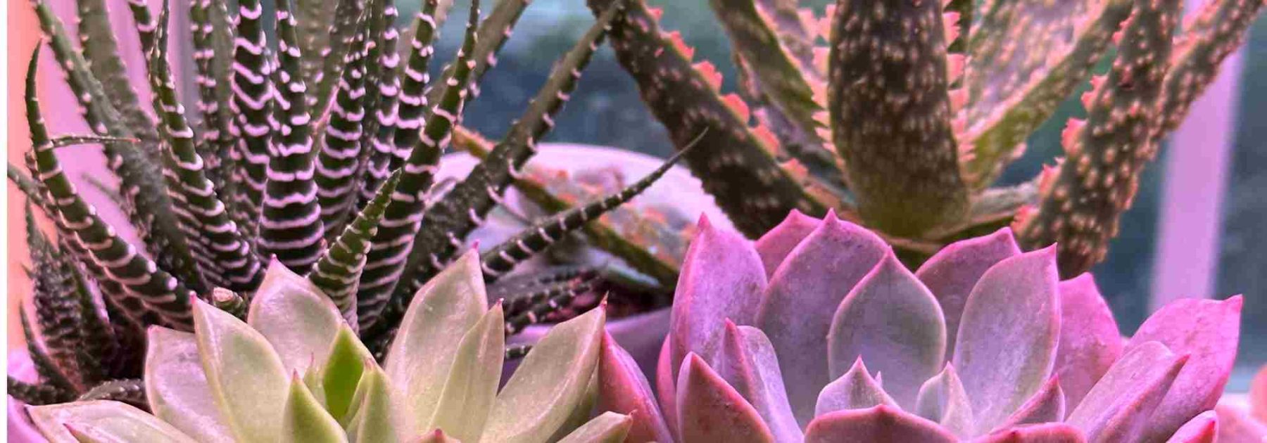 Diseases and Parasitic Pests of Indoor Cacti: How to Treat and Prevent Them?