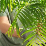 Diseases, parasitic pests, deficiencies: everything that can affect your Chamaedorea