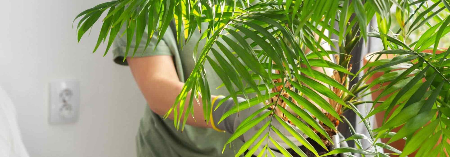 Diseases, parasitic pests, deficiencies: everything that can affect your Chamaedorea
