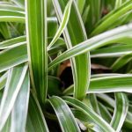 Chlorophytum: Pests, Diseases and Essential Care Tips to Know