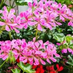 Choose an ivy-leaved geranium, the king of flower-filled balconies all summer long.