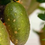 Diseases and Parasitic Pests of Finger Lime