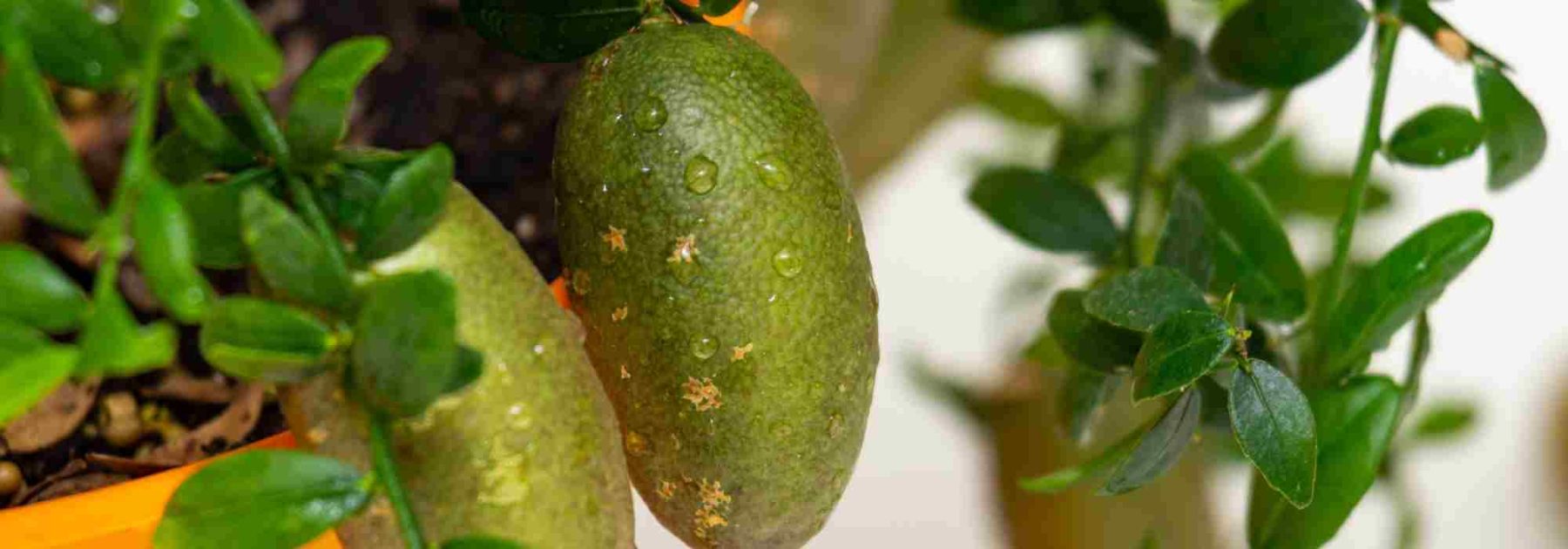 Diseases and Parasitic Pests of Finger Lime