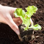 When and how to transplant lettuces and salad greens in the garden?