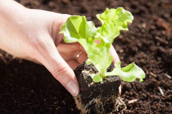 When and how to transplant lettuces and salad greens in the garden?