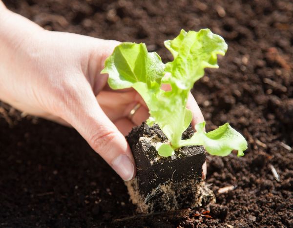 When and how to transplant lettuces and salad greens in the garden?