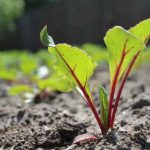 How to sow beetroot?