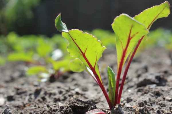 How to sow beetroot?