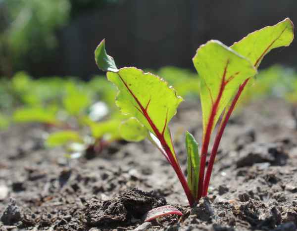 How to sow beetroot?