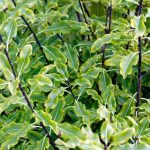 How to prune pittosporum?
