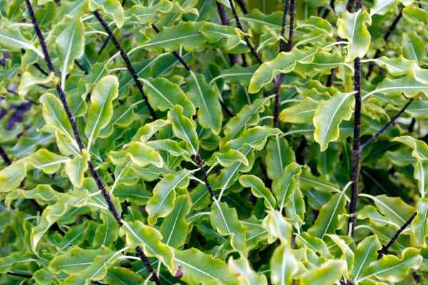 How to prune pittosporum?
