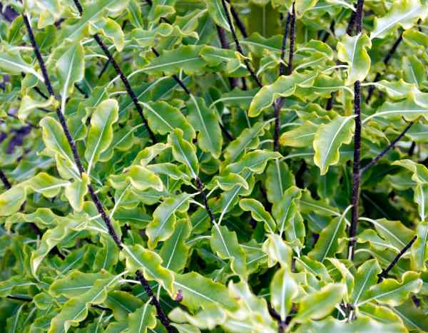 How to prune pittosporum?