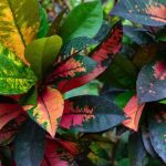 Indoor Croton: Parasitic Pests, Diseases and Common Problems