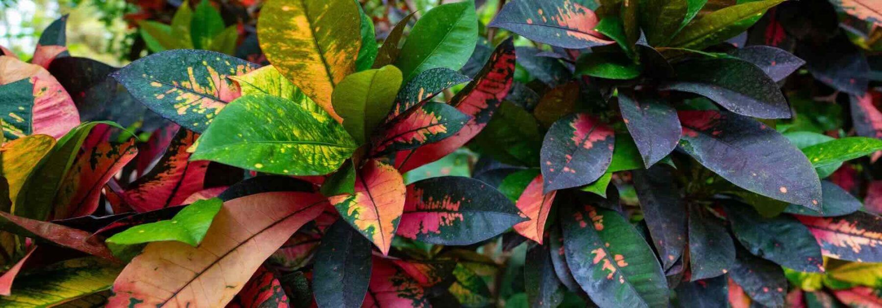 Indoor Croton: Parasitic Pests, Diseases and Common Problems