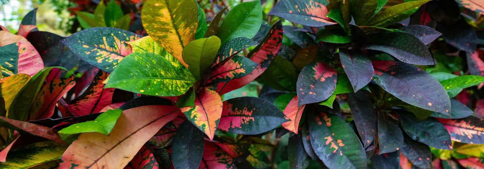 Indoor Croton: Parasitic Pests, Diseases and Common Problems