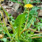 So-called "natural" weedkillers: what do they really contain?