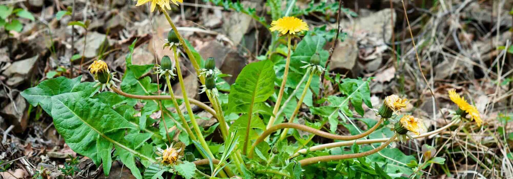 So-called "natural" weedkillers: what do they really contain?