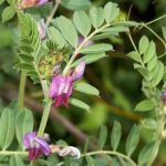 Growing green manure in pots or containers: possible or not?