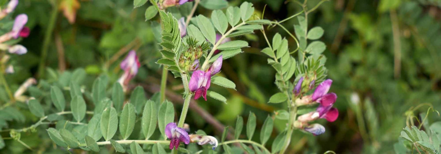 Growing green manure in pots or containers: possible or not?