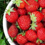 How to fertilise strawberry plants naturally?