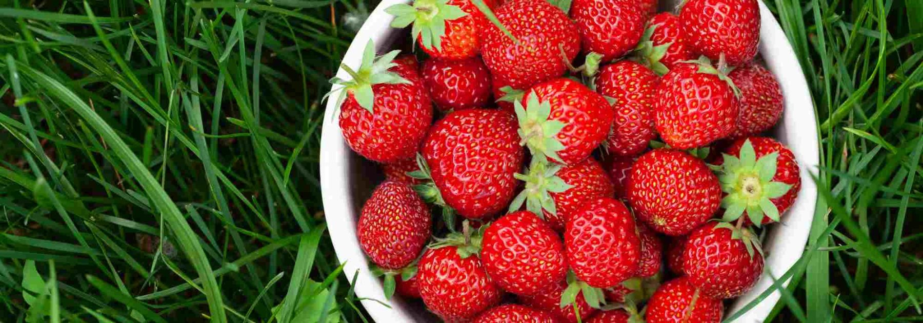 How to fertilise strawberry plants naturally?