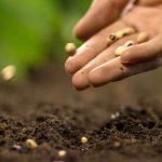 My Seeds Won't Germinate: Why? What Can I Do?