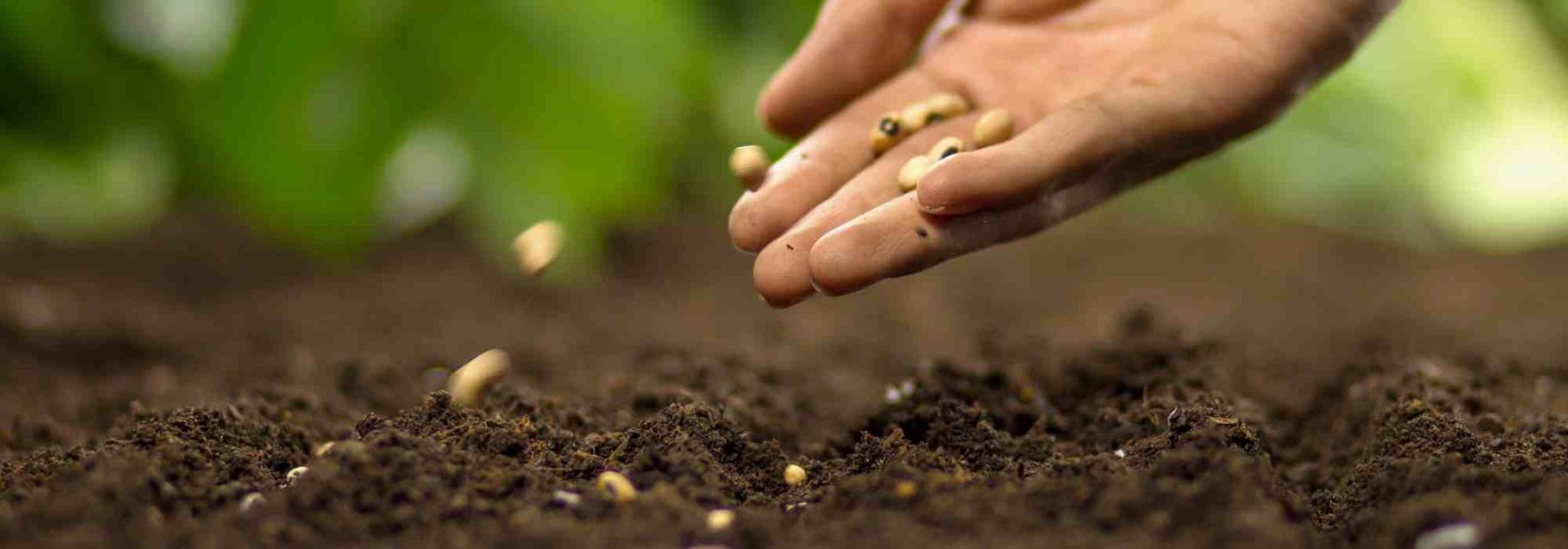 My Seeds Won't Germinate: Why? What Can I Do?