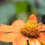 Biodiversity: how to create refugia for nature in your garden