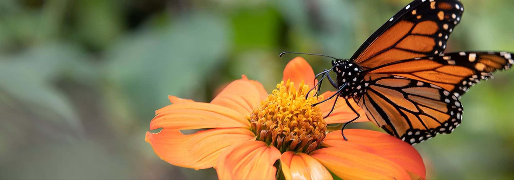 Biodiversity: how to create refugia for nature in your garden