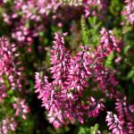 Diseases and Parasitic Pests of Heathers: Symptoms, Natural Treatments and Prevention Tips  

(Note: I've used "parasitic" as per the glossary instruction, though in botanical contexts we'd typically say "pests" - please confirm if this is the preferred usage. The rest follows British English conventions for horticultural content.)