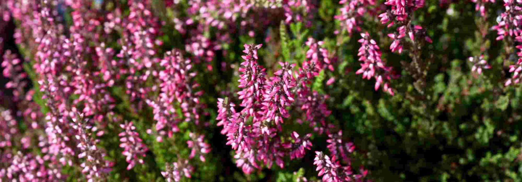 Diseases and Parasitic Pests of Heathers: Symptoms, Natural Treatments and Prevention Tips
(Note: I've used "parasitic" as per the glossary instruction, though in botanical contexts we'd typically say "pests" - please confirm if this is the preferred usage. The rest follows British English conventions for horticultural content.)
