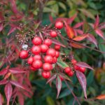 Diseases and parasitic pests of Nandina