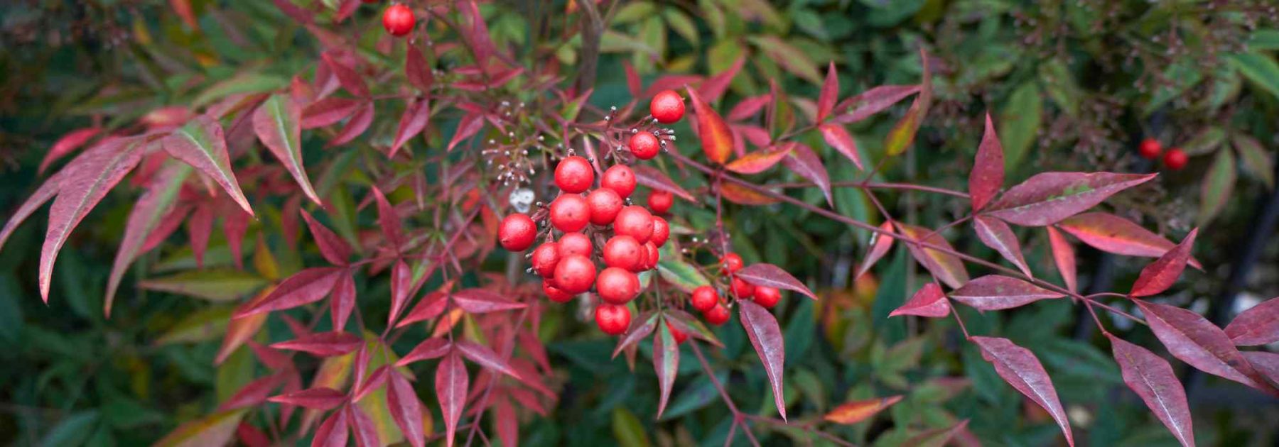 Diseases and parasitic pests of Nandina