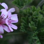 Diseases and parasitic pests of pelargoniums