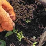 False sowing or green manures: which method to favour against adventive plants?