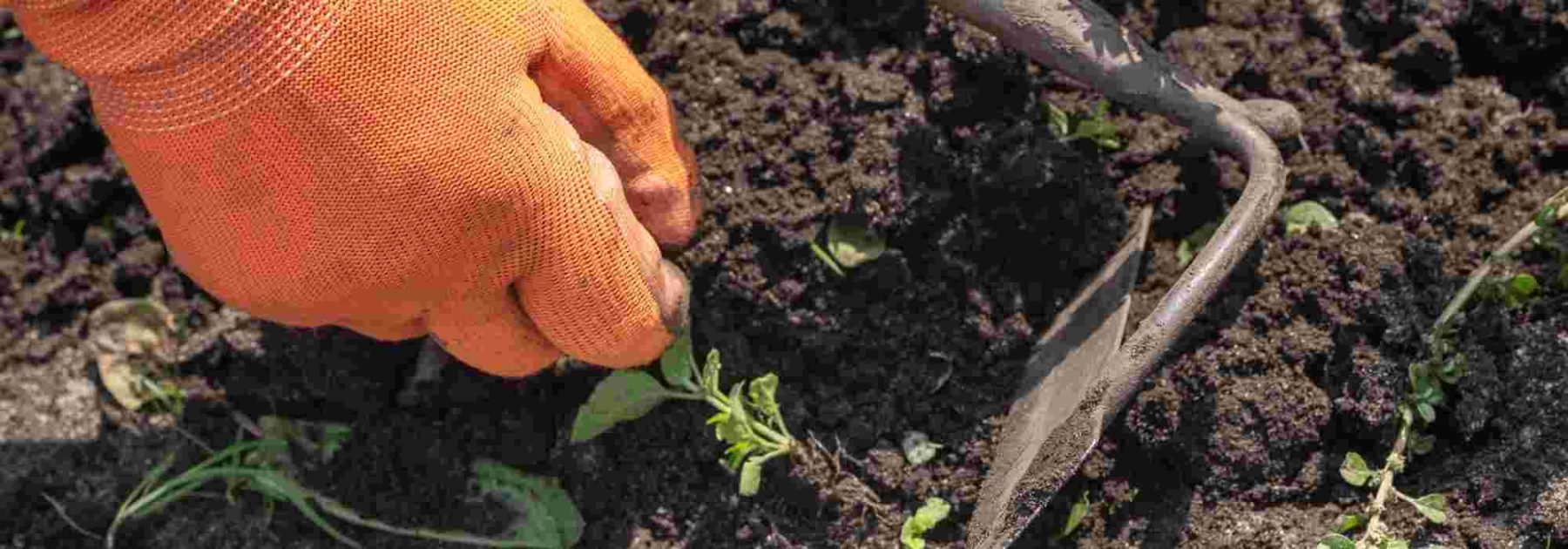 False sowing or green manures: which method to favour against adventive plants?